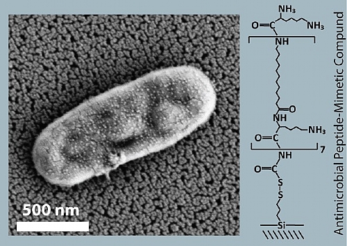High-resolution scanning electron micrographs of the OAK-modified biosensor after incubation with E. coli bacterial lysate suspension: an intact cell is captured onto the nanostructure.